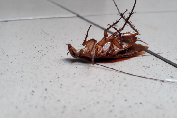 Dead cockroach.